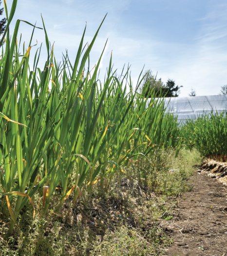 Garlic growing in the fields 