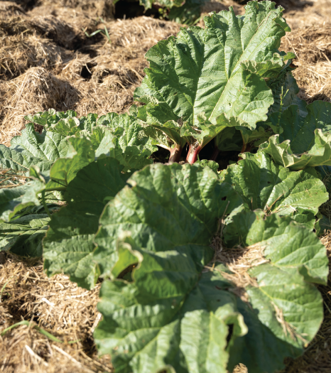 Rhubarb Growing 