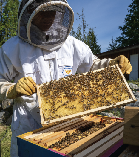 Beekeeper showing the bees in the hive